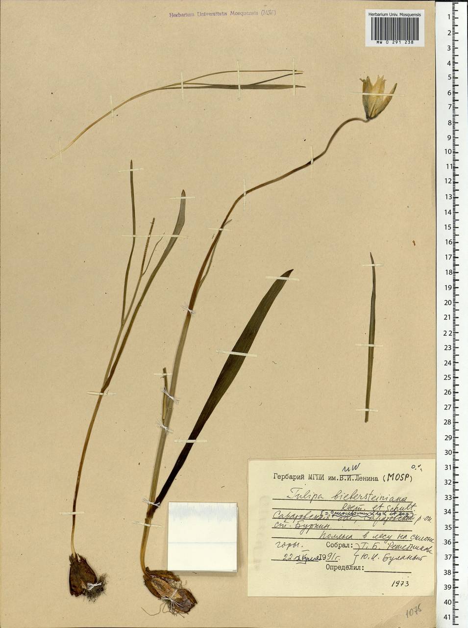 Тюльпан лесной южный (Link) Pamp., Восточная Европа, Нижневолжский район (E9) (Россия)