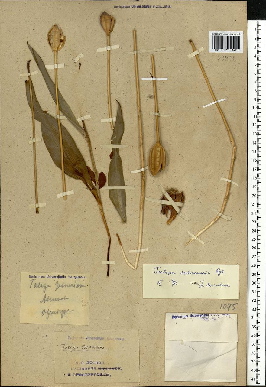 тюльпан Шренка Roth, Восточная Европа, Восточный район (E10) (Россия)