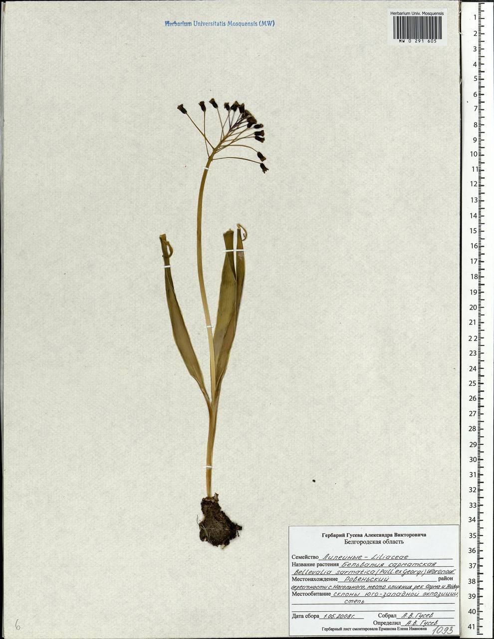 MW0291605, Bellevalia sarmatica (Бельвалия сарматская), specimen