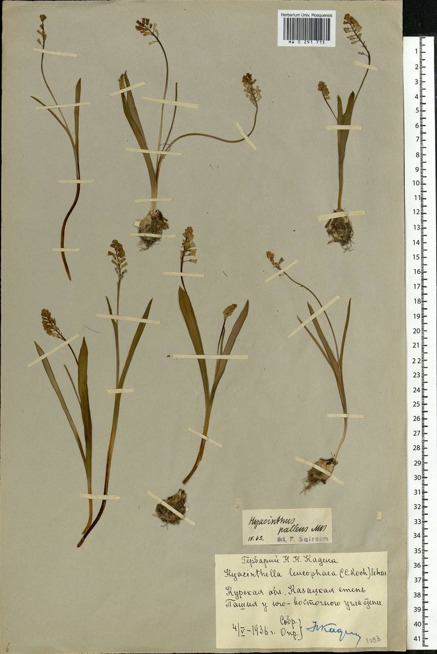 Muscari pallens (M.Bieb.) Fisch., Восточная Европа, Центральный лесостепной район (E6) (Россия)