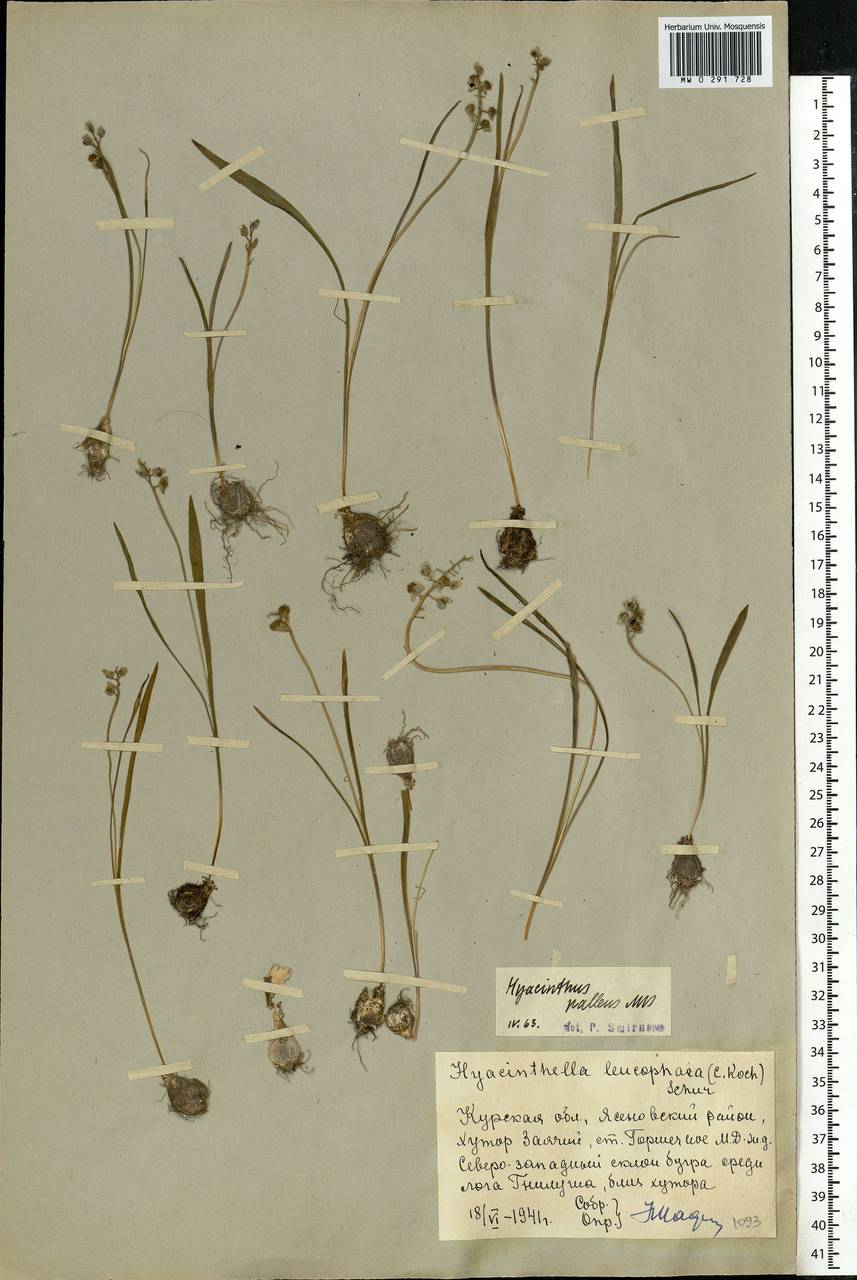 Muscari pallens (M.Bieb.) Fisch., Восточная Европа, Центральный лесостепной район (E6) (Россия)