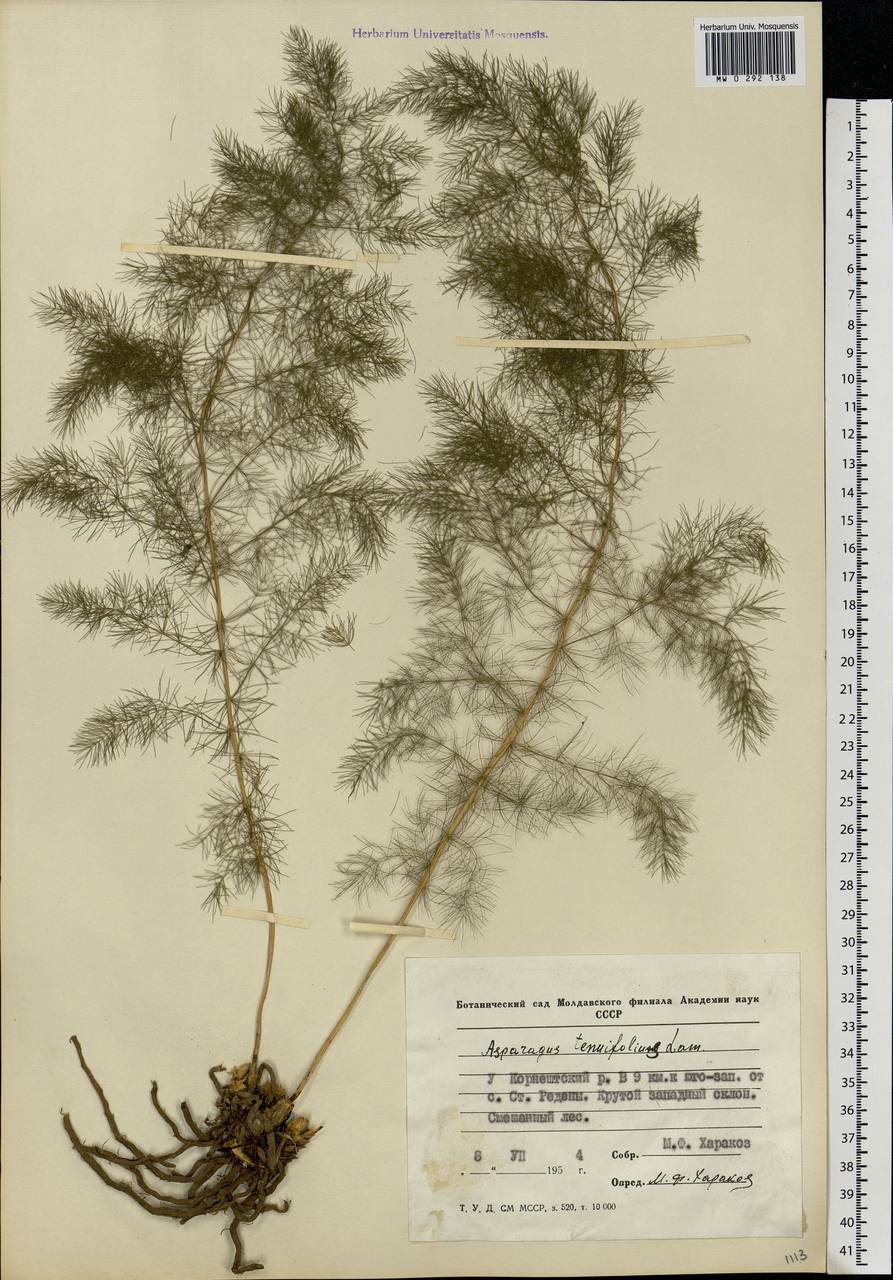 Спаржа тонколистная Lam., Восточная Европа, Молдавия (E13a) (Молдавия)