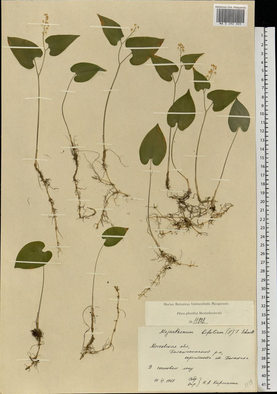Майник двулистный (L.) F.W.Schmidt, Восточная Европа, Московская область и Москва (E4a) (Россия)