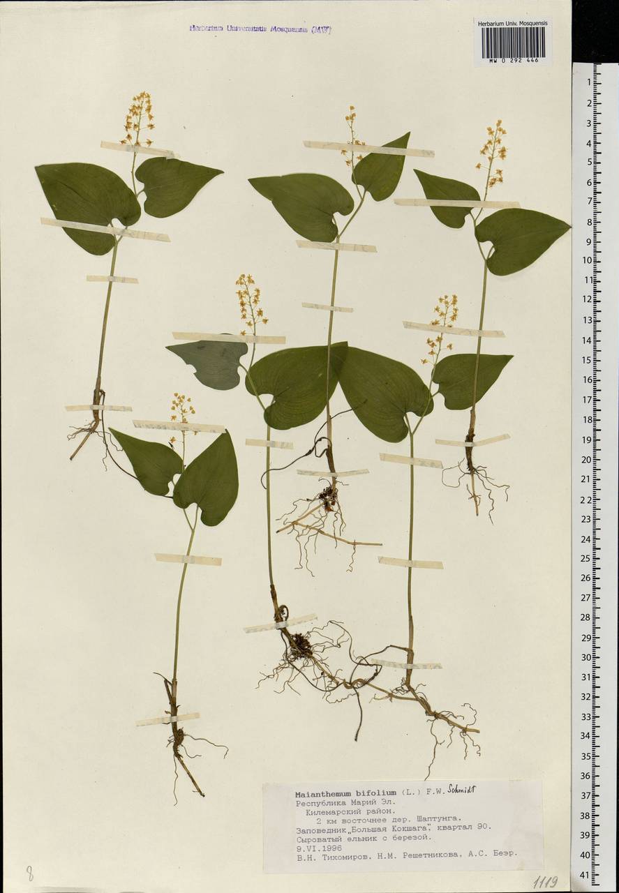 Майник двулистный (L.) F.W.Schmidt, Восточная Европа, Средневолжский район (E8) (Россия)