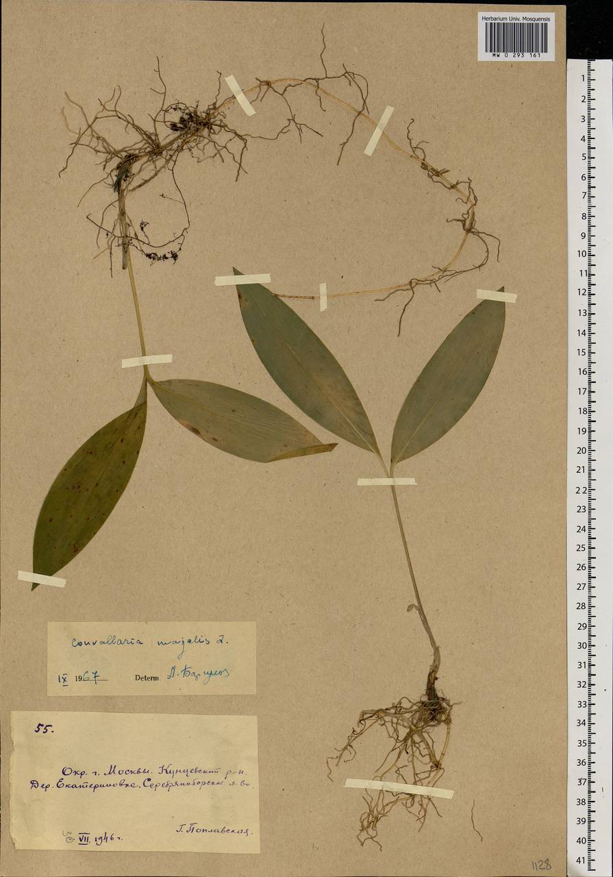 Ландыш майский L., Восточная Европа, Московская область и Москва (E4a) (Россия)