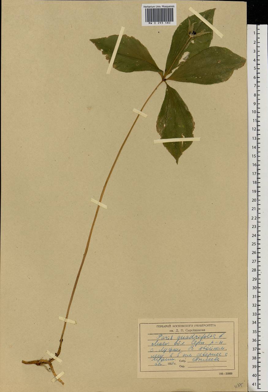 Вороний глаз четырехлистный L., Восточная Европа, Московская область и Москва (E4a) (Россия)