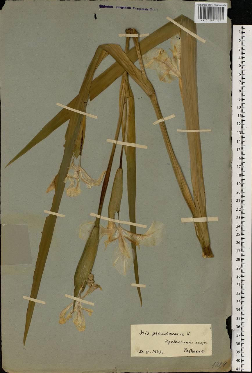 Ирис аировидный, Ирис желтый, Касатик ложноаировидный L., Восточная Европа, Московская область и Москва (E4a) (Россия)