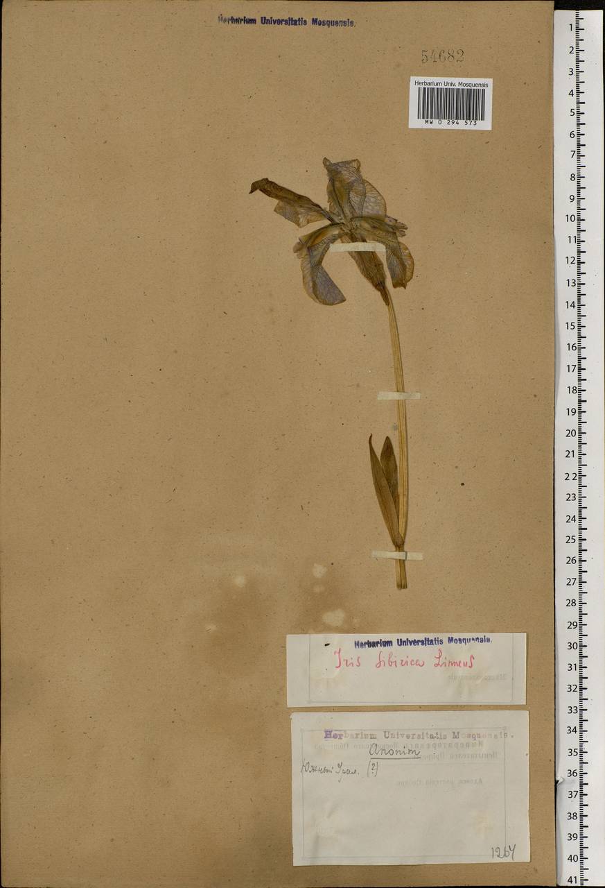 Ирис сибирский L., Восточная Европа, Восточный район (E10) (Россия)