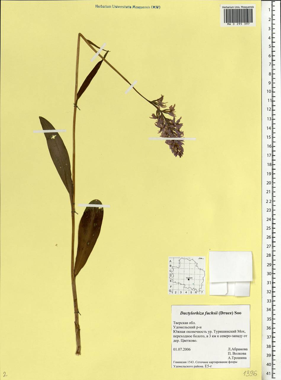 Dactylorhiza maculata subsp. fuchsii (Druce) Hyl., Восточная Европа, Северо-Западный район (E2) (Россия)