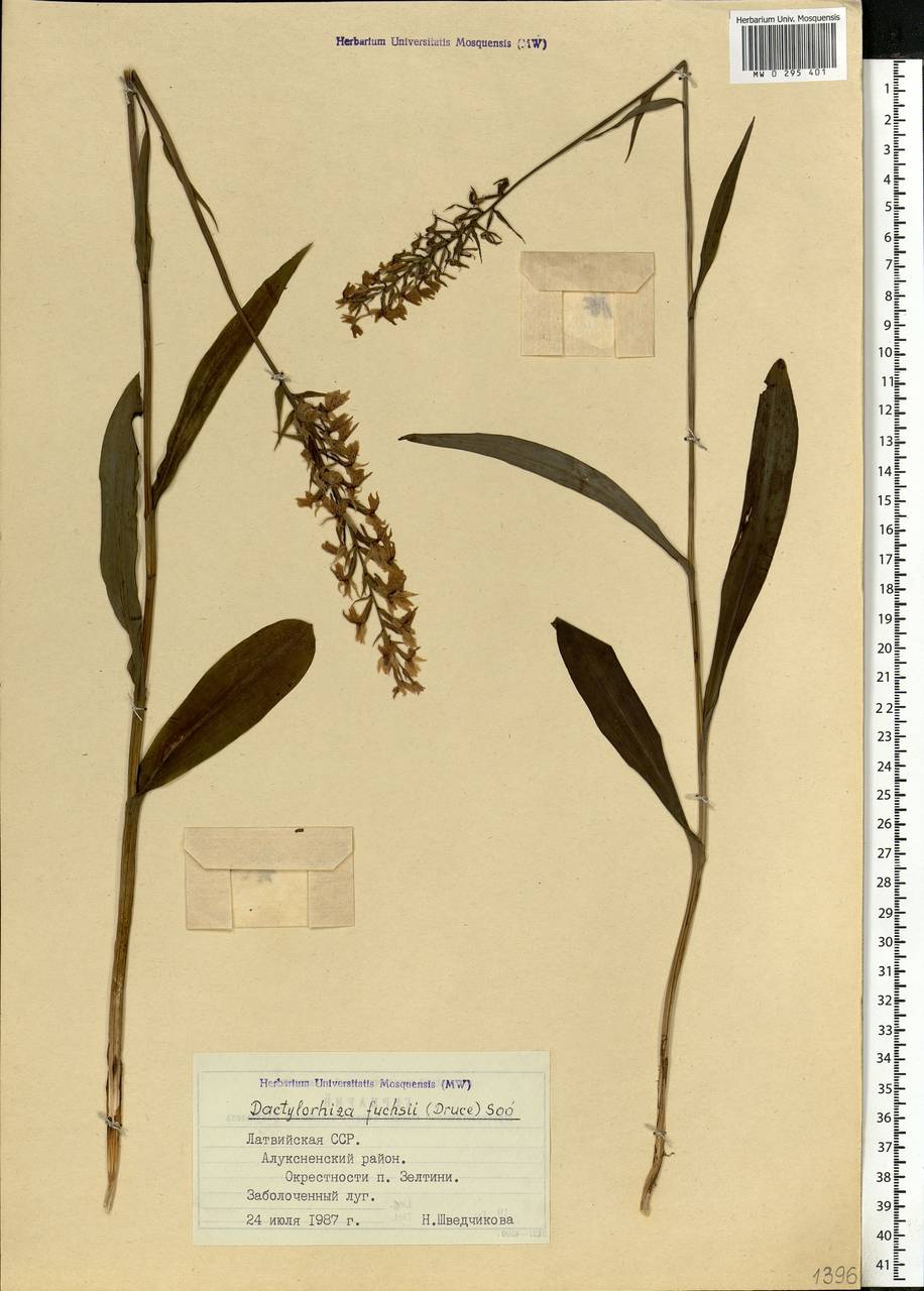 Dactylorhiza maculata subsp. fuchsii (Druce) Hyl., Восточная Европа, Латвия (E2b) (Латвия)