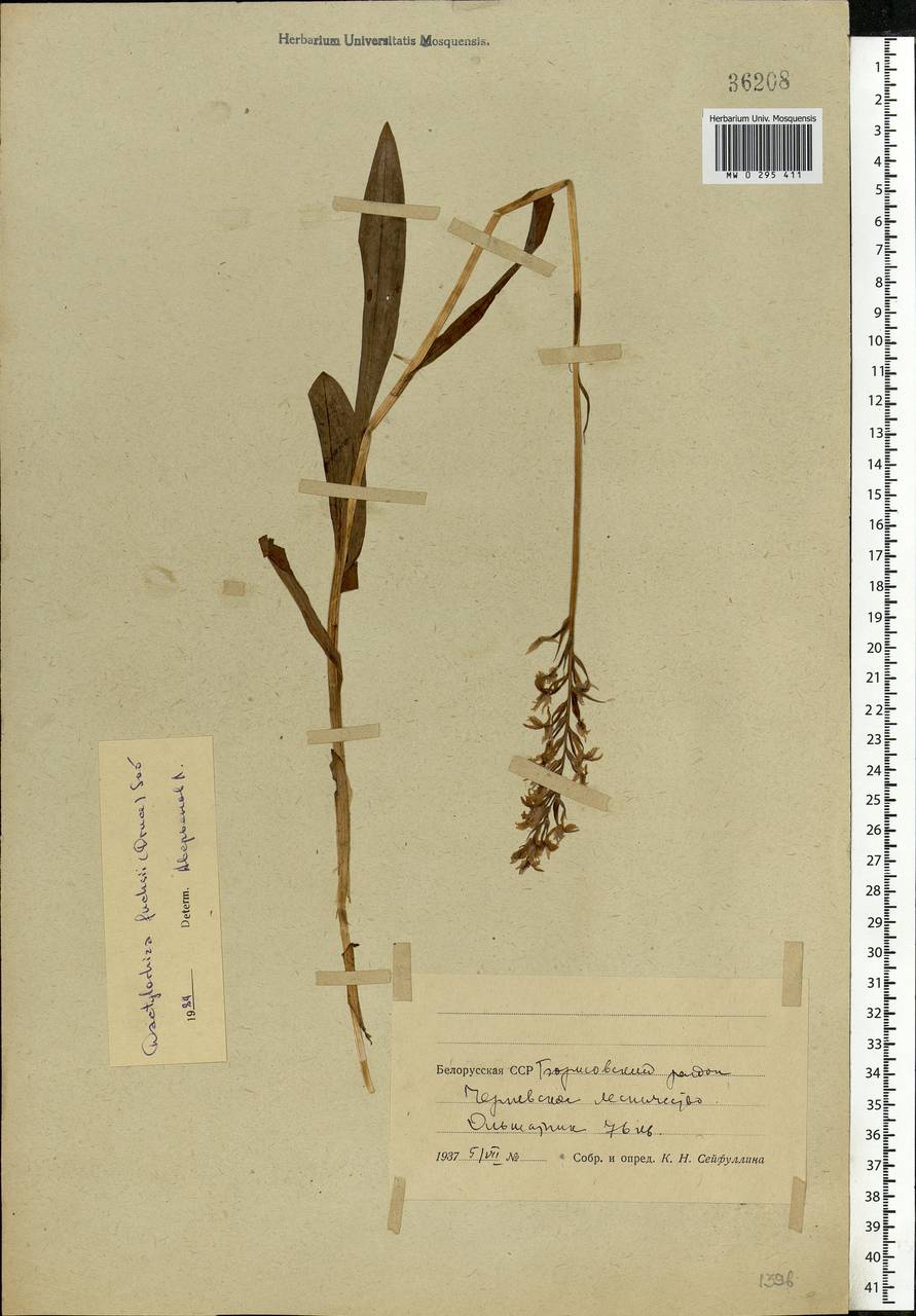 Dactylorhiza maculata subsp. fuchsii (Druce) Hyl., Восточная Европа, Белоруссия (E3a) (Белоруссия)