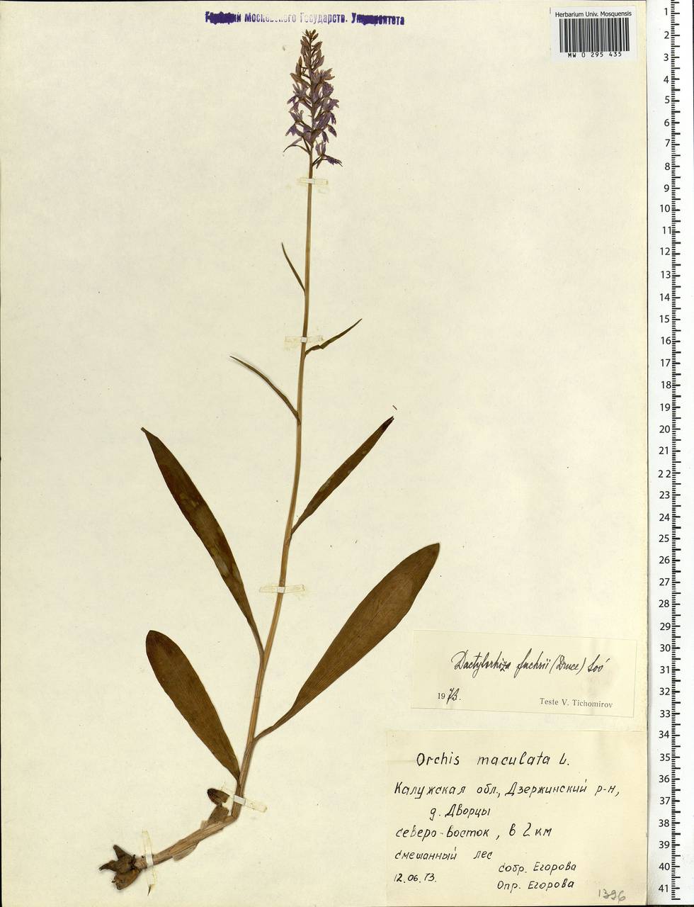 Dactylorhiza maculata subsp. fuchsii (Druce) Hyl., Восточная Европа, Центральный район (E4) (Россия)