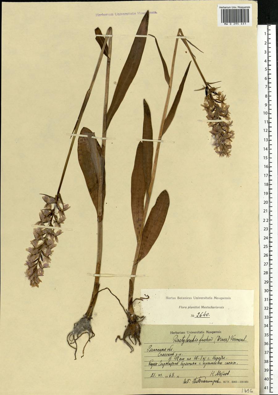 Dactylorhiza maculata subsp. fuchsii (Druce) Hyl., Восточная Европа, Центральный район (E4) (Россия)