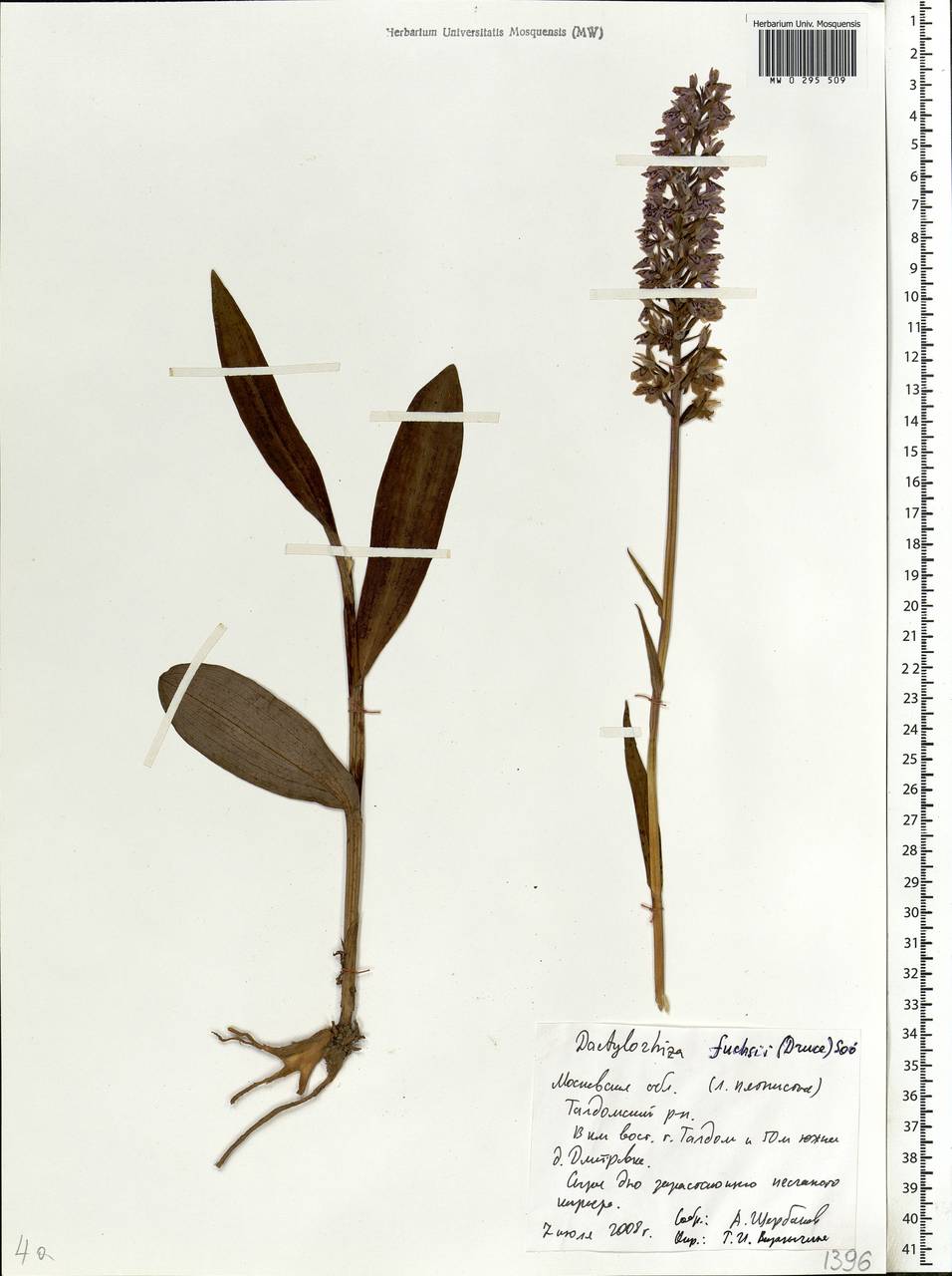 Dactylorhiza maculata subsp. fuchsii (Druce) Hyl., Восточная Европа, Московская область и Москва (E4a) (Россия)
