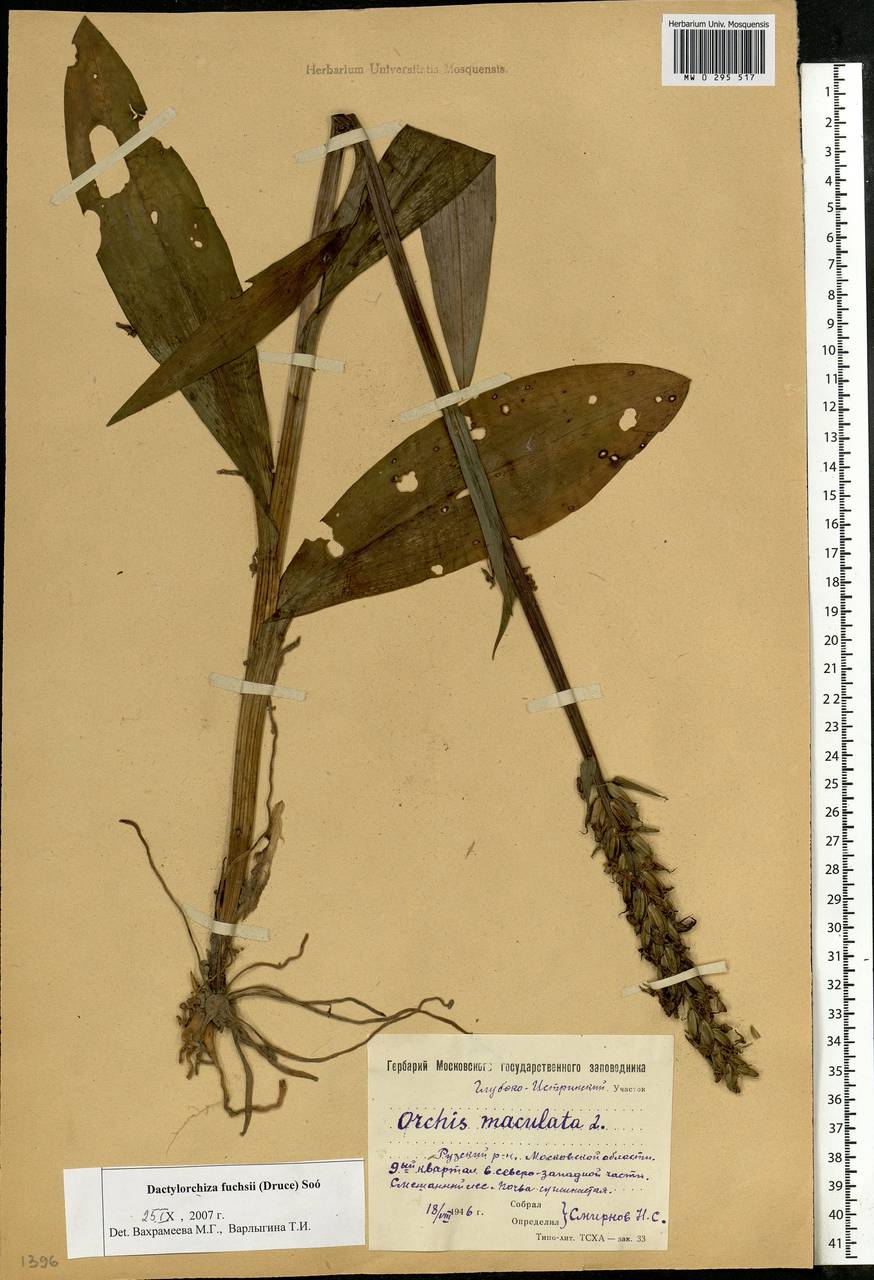 Dactylorhiza maculata subsp. fuchsii (Druce) Hyl., Восточная Европа, Московская область и Москва (E4a) (Россия)