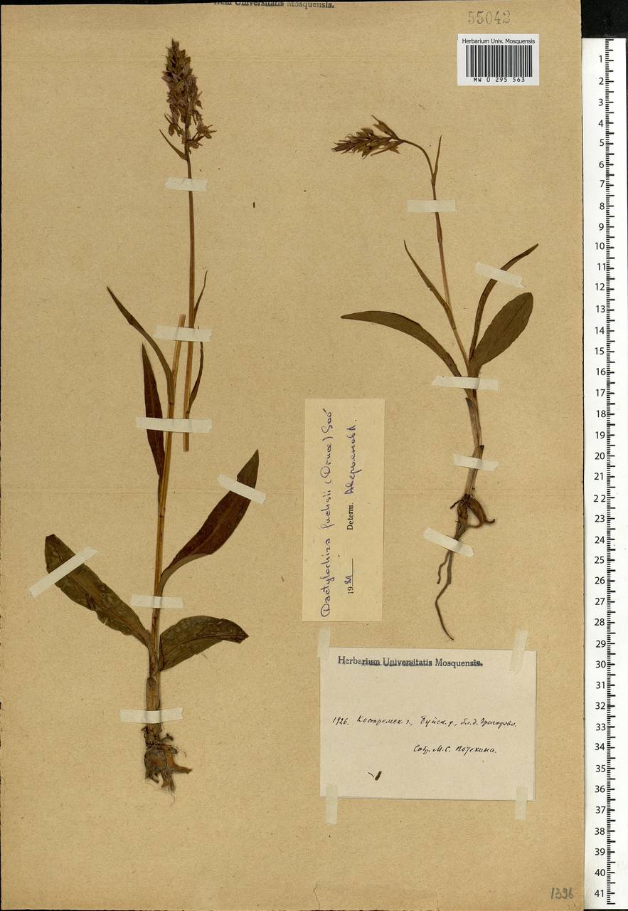 Dactylorhiza maculata subsp. fuchsii (Druce) Hyl., Восточная Европа, Центральный лесной район (E5) (Россия)