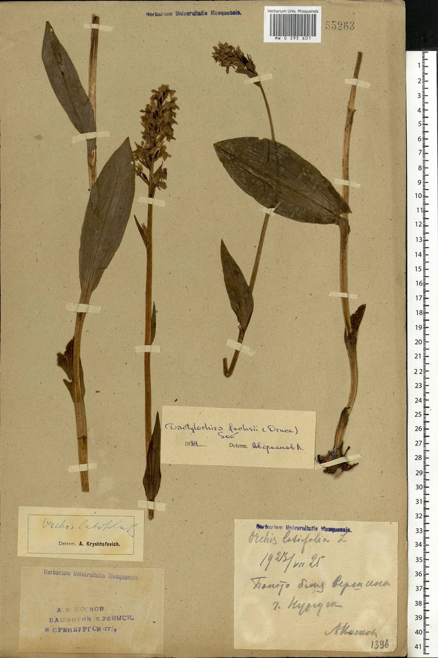 Dactylorhiza maculata subsp. fuchsii (Druce) Hyl., Восточная Европа, Восточный район (E10) (Россия)