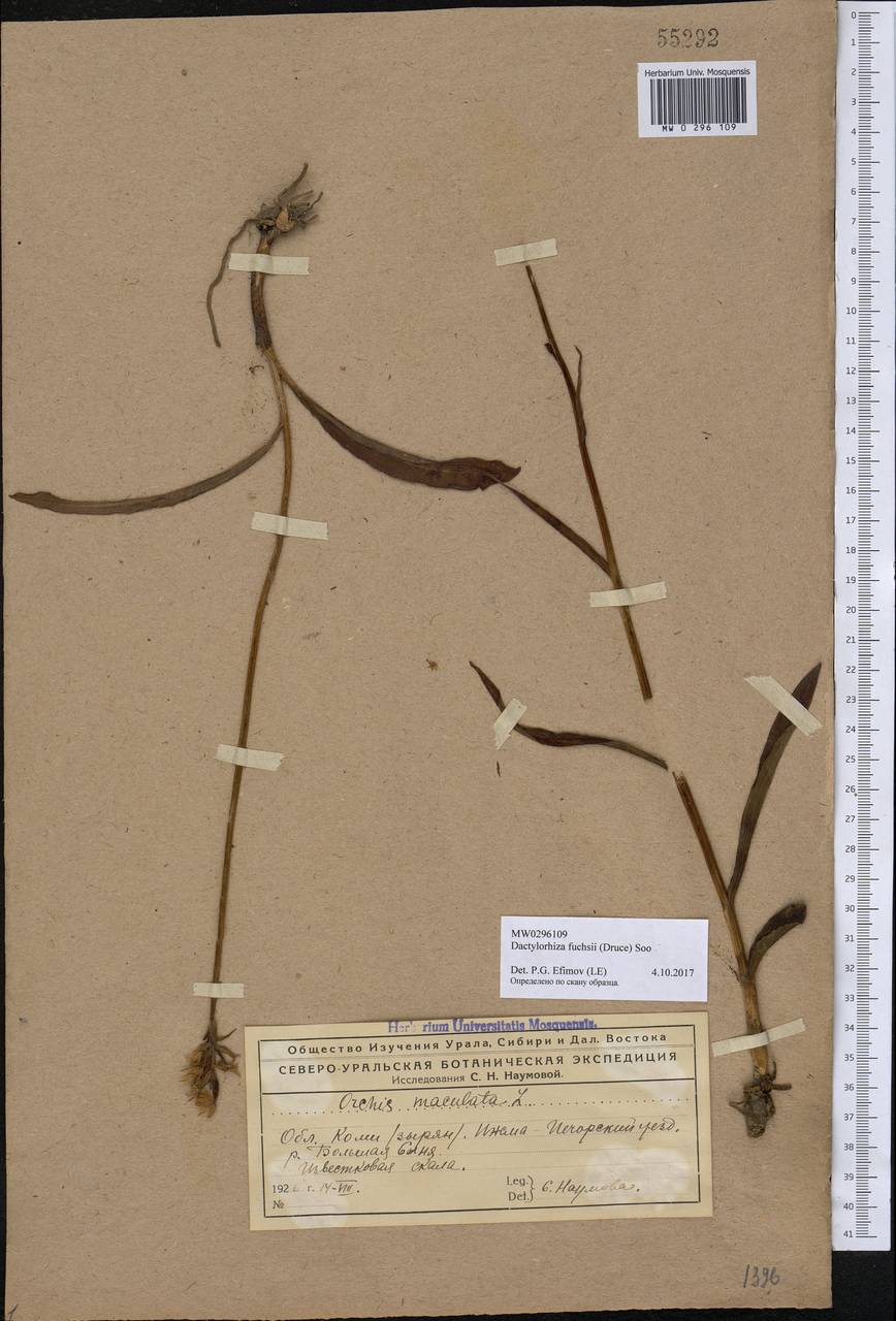 Dactylorhiza maculata subsp. fuchsii (Druce) Hyl., Восточная Европа, Северный район (E1) (Россия)