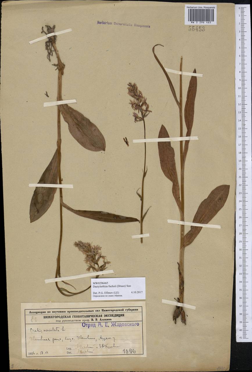 Dactylorhiza maculata subsp. fuchsii (Druce) Hyl., Восточная Европа, Волжско-Камский район (E7) (Россия)
