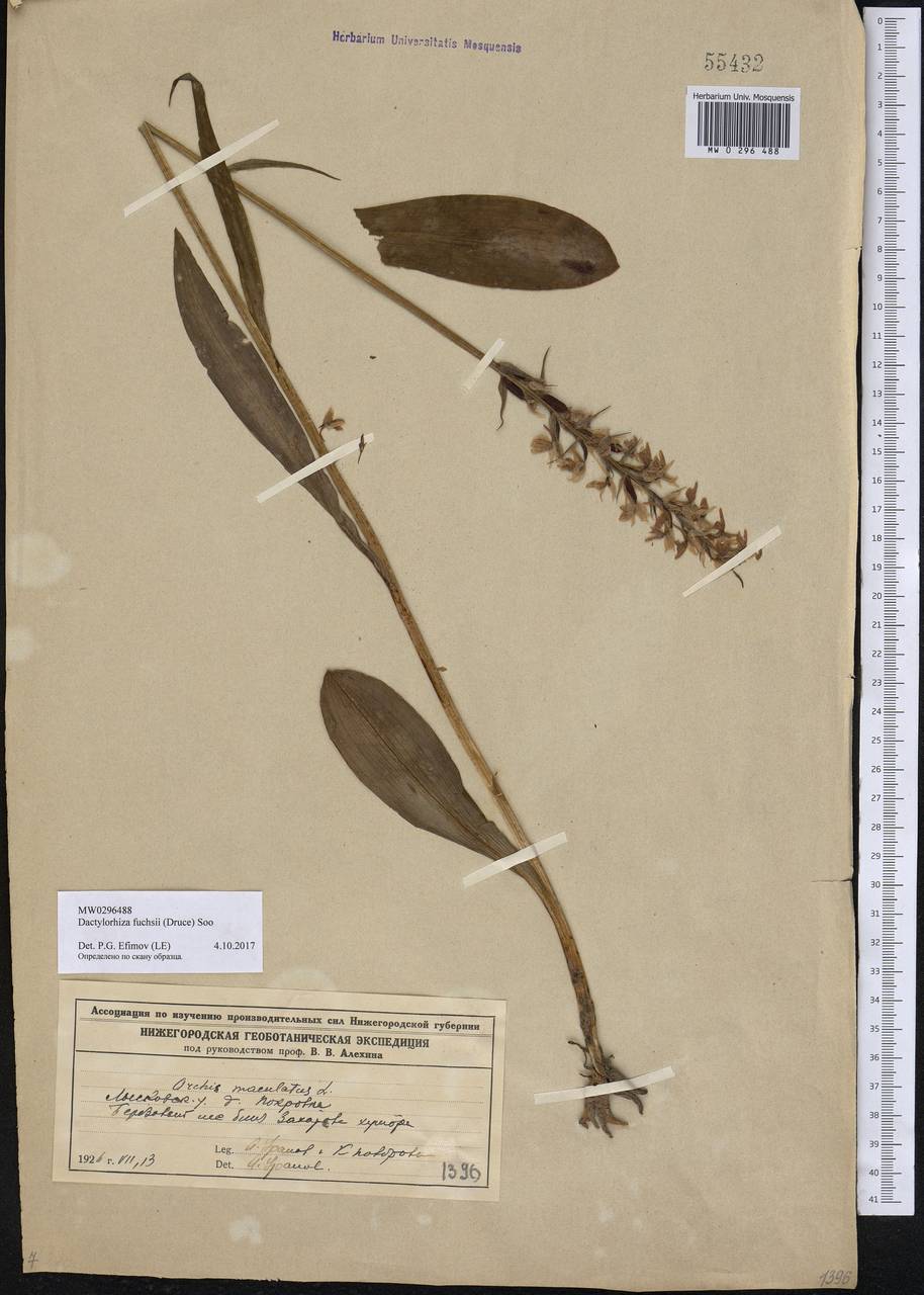 Dactylorhiza maculata subsp. fuchsii (Druce) Hyl., Восточная Европа, Волжско-Камский район (E7) (Россия)