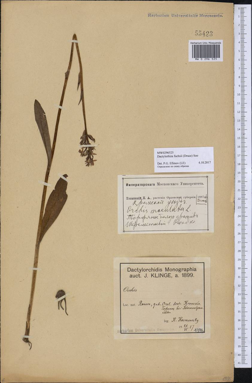 Dactylorhiza maculata subsp. fuchsii (Druce) Hyl., Восточная Европа, Центральный лесостепной район (E6) (Россия)