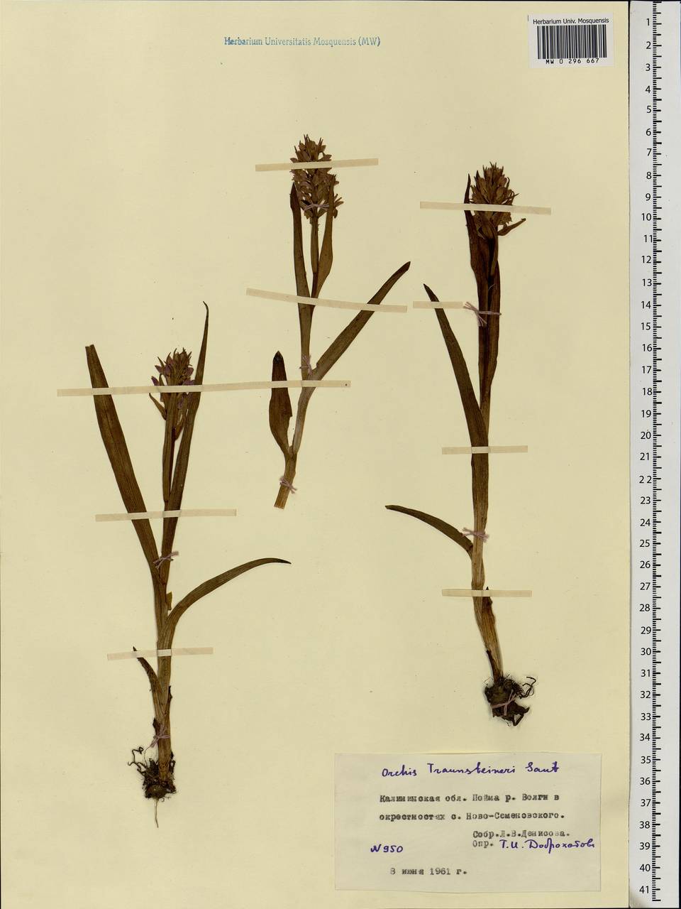 Dactylorhiza majalis subsp. lapponica (Laest. ex Hartm.) H.Sund., Восточная Европа, Северо-Западный район (E2) (Россия)