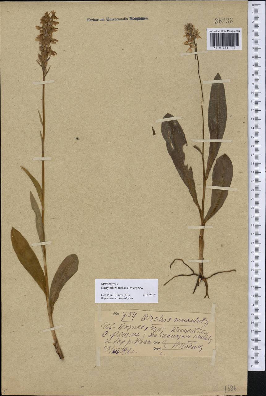 Dactylorhiza maculata subsp. fuchsii (Druce) Hyl., Восточная Европа, Центральный лесной район (E5) (Россия)