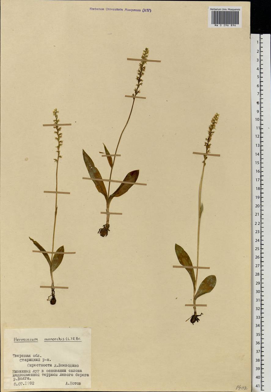 MW0296896, Herminium monorchis ( одноклубневый), specimen
