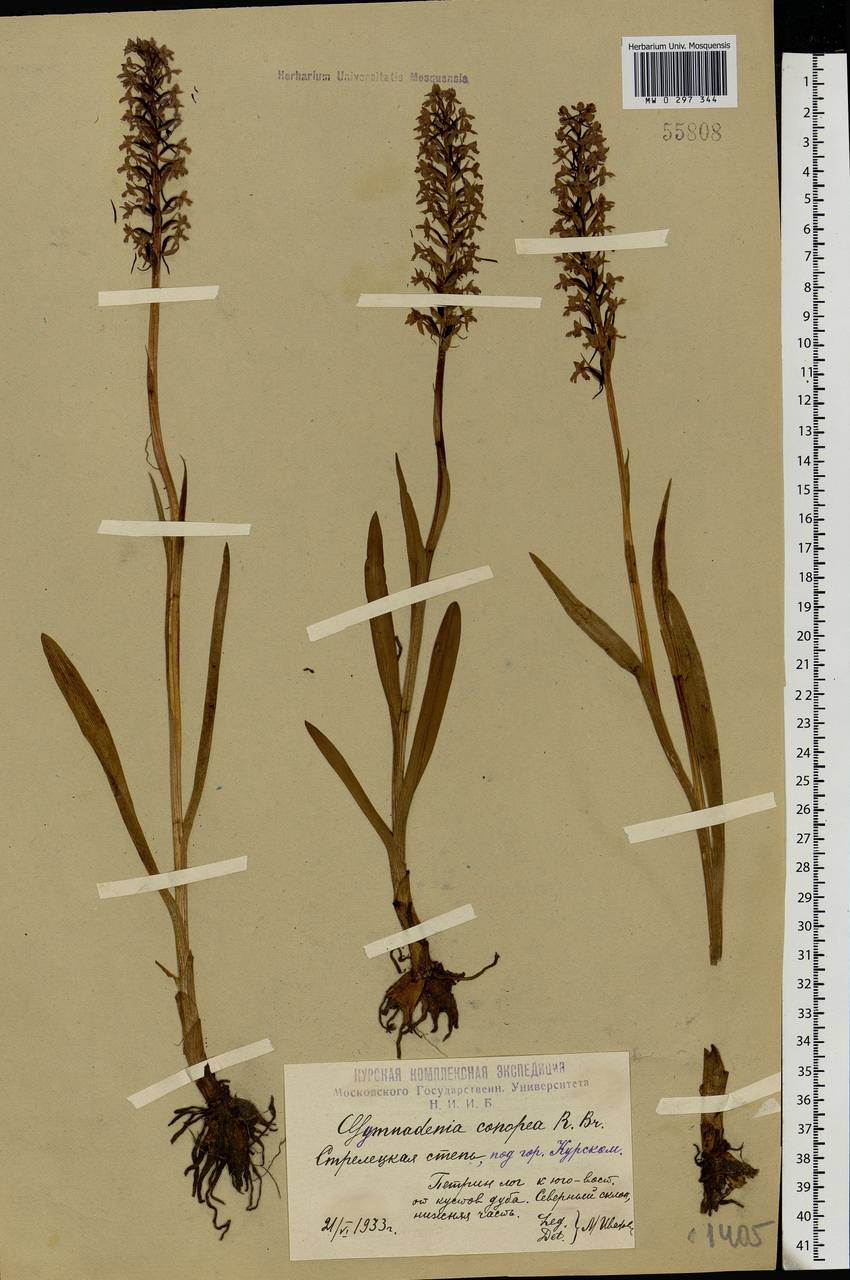 Кокушник длиннорогий (L.) R.Br., Восточная Европа, Центральный лесостепной район (E6) (Россия)