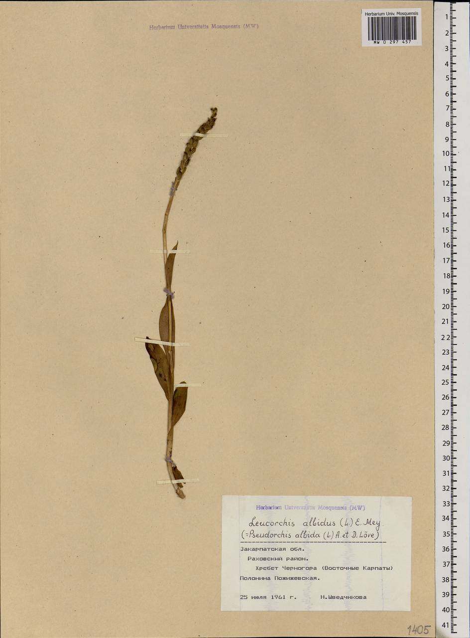 Псевдорхис беловатый (L.) Á.Löve & D.Löve, Восточная Европа, Западно-Украинский район (E13) (Украина)