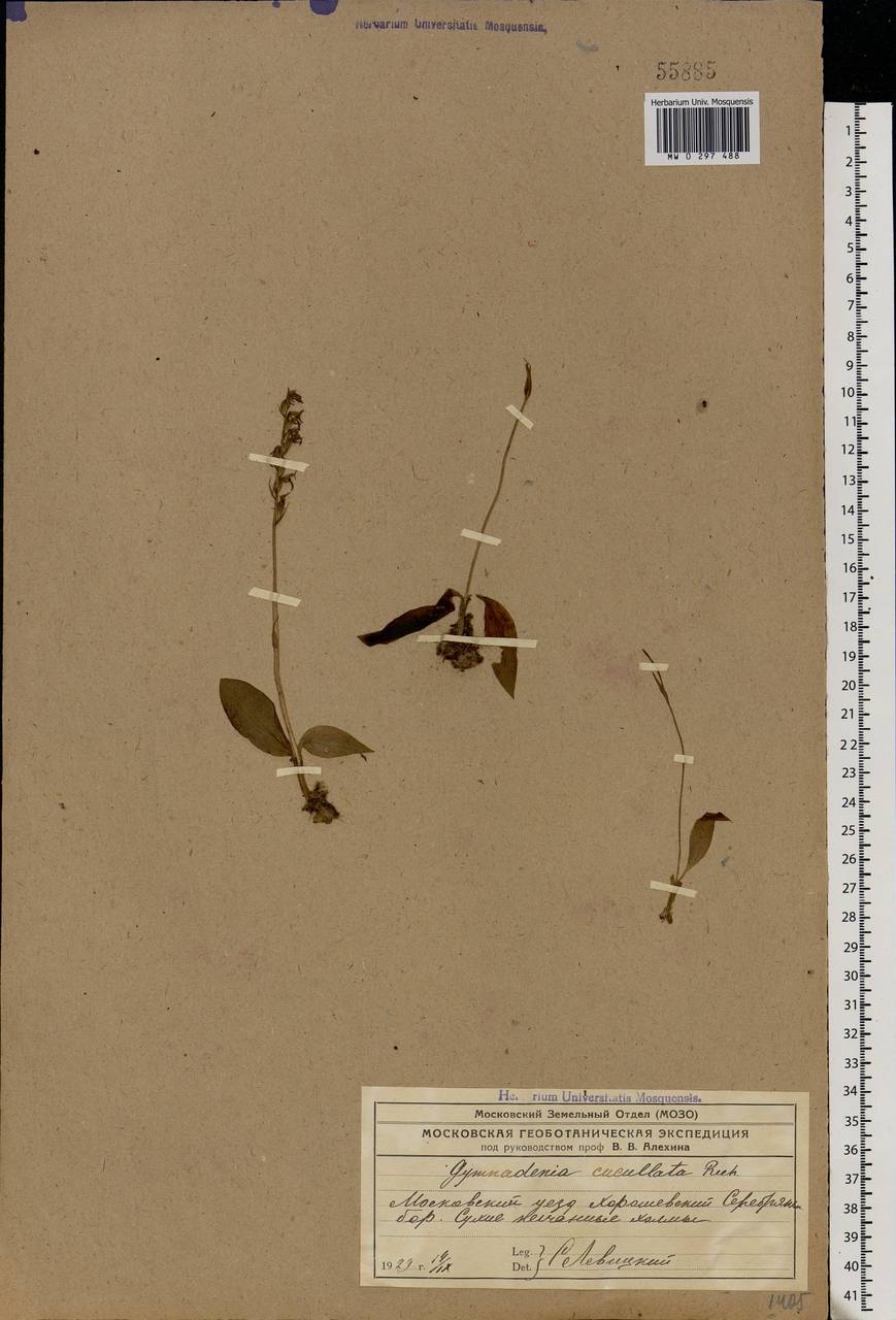 Hemipilia cucullata (L.) Y.Tang, H.Peng & T.Yukawa, Восточная Европа, Московская область и Москва (E4a) (Россия)