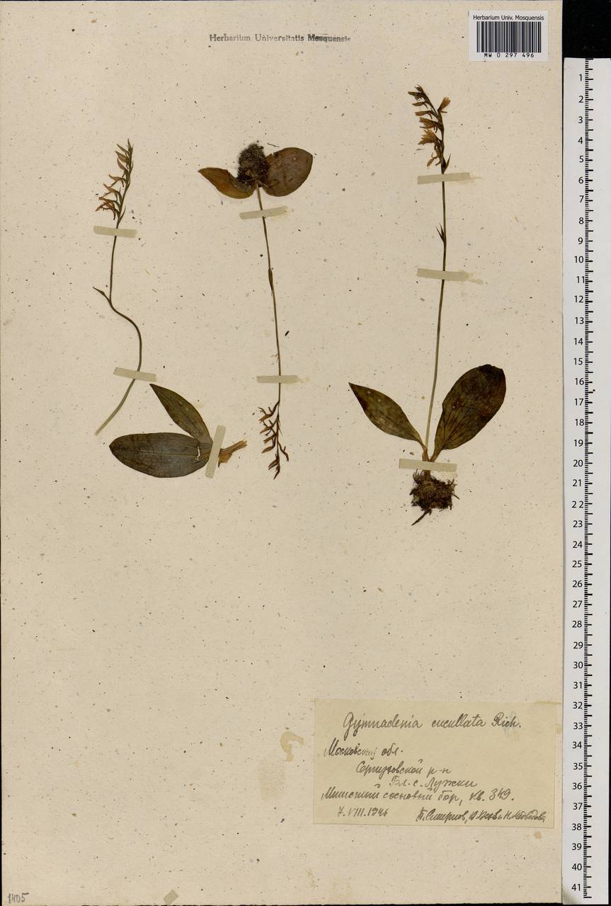 Hemipilia cucullata (L.) Y.Tang, H.Peng & T.Yukawa, Восточная Европа, Московская область и Москва (E4a) (Россия)