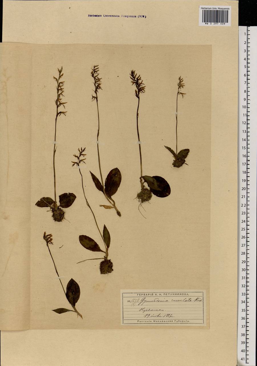 Hemipilia cucullata (L.) Y.Tang, H.Peng & T.Yukawa, Восточная Европа, Московская область и Москва (E4a) (Россия)
