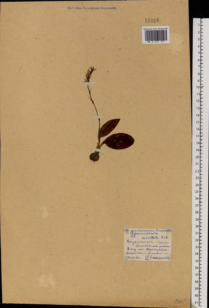 Hemipilia cucullata (L.) Y.Tang, H.Peng & T.Yukawa, Восточная Европа, Центральный лесостепной район (E6) (Россия)
