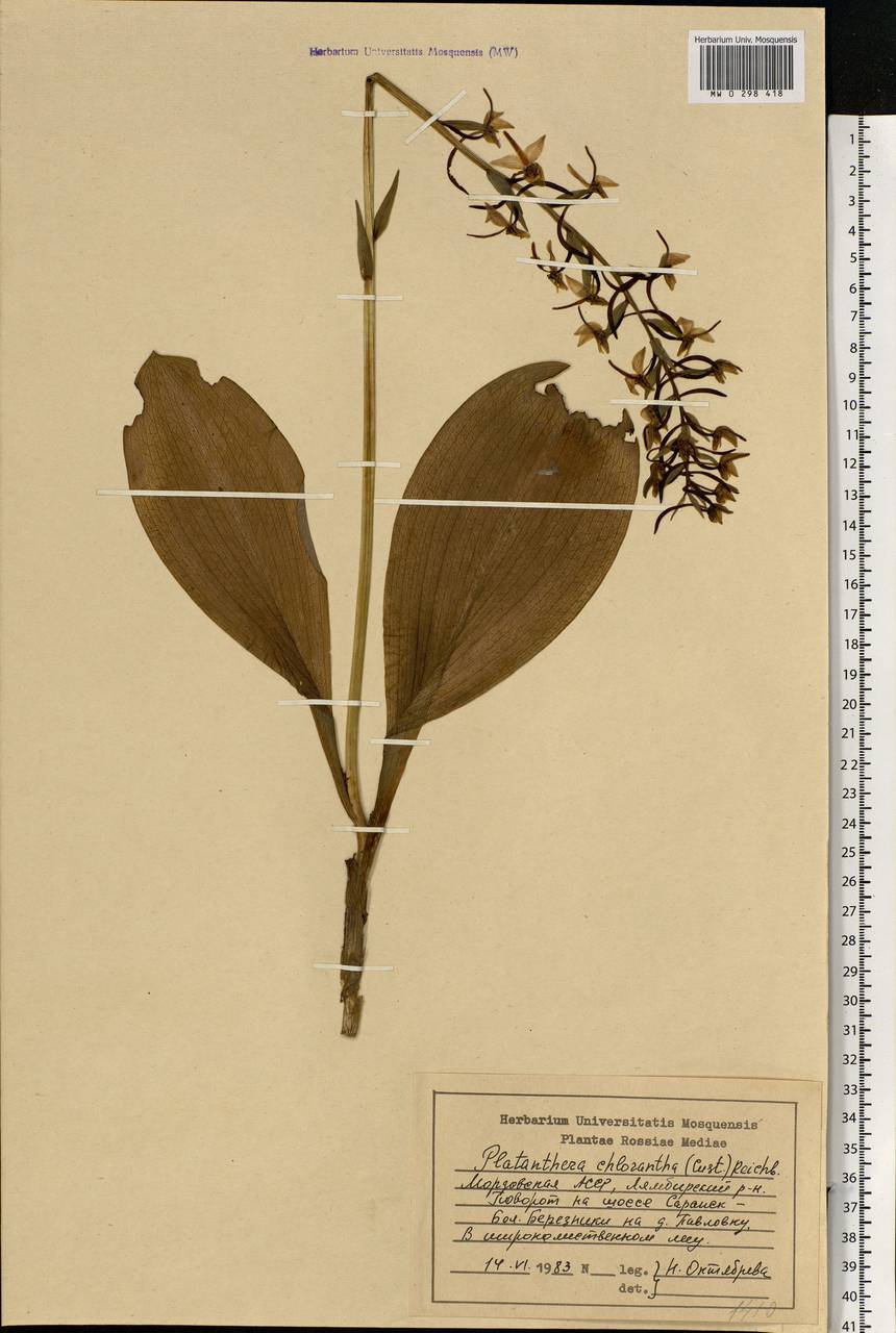 Любка зеленоцветковая (Custer) Rchb., Восточная Европа, Средневолжский район (E8) (Россия)