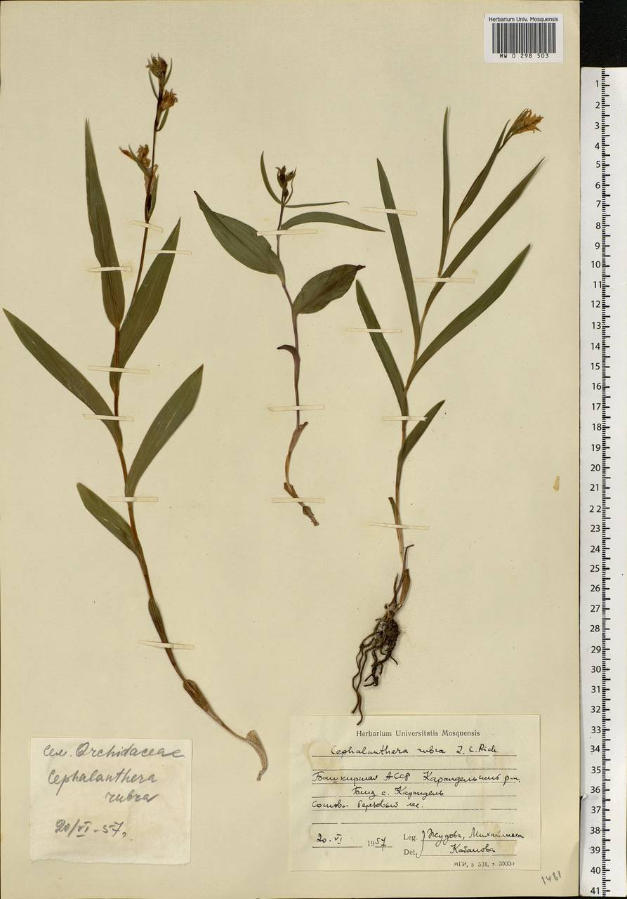 Пыльцеголовник красный (L.) Rich., Восточная Европа, Восточный район (E10) (Россия)