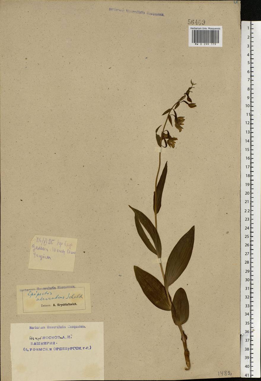 Дремлик болотный (L.) Crantz, Восточная Европа, Восточный район (E10) (Россия)