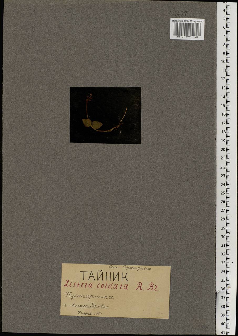 Тайник сердцевидный (L.) Rich., Восточная Европа, Северный район (E1) (Россия)