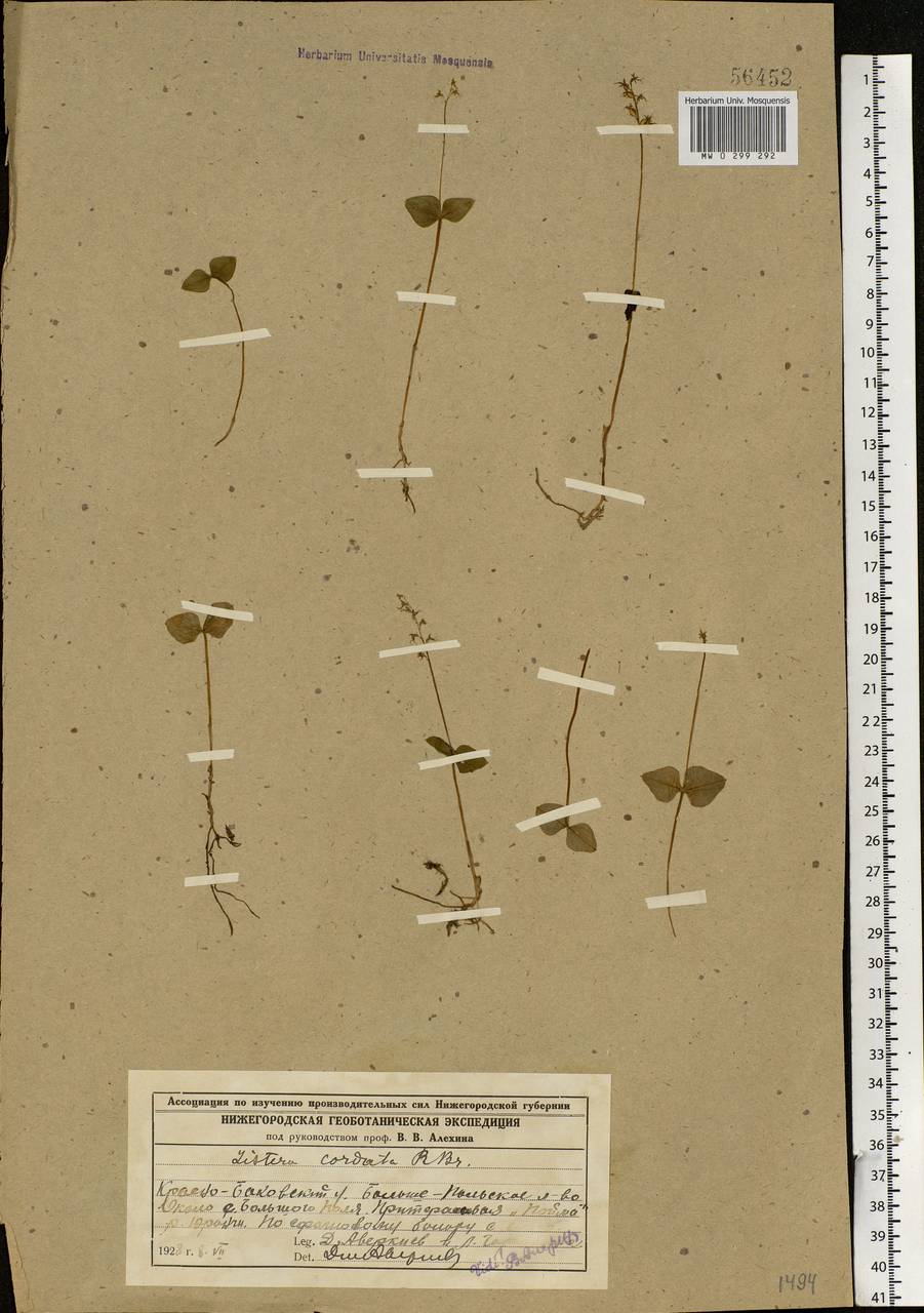 Тайник сердцевидный (L.) Rich., Восточная Европа, Волжско-Камский район (E7) (Россия)