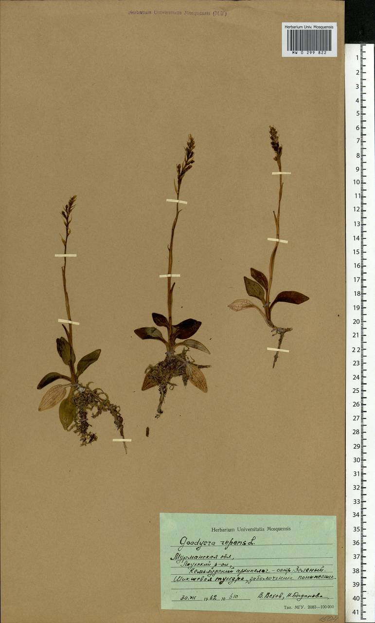 Гудайера ползучая (L.) R.Br., Восточная Европа, Северный район (E1) (Россия)