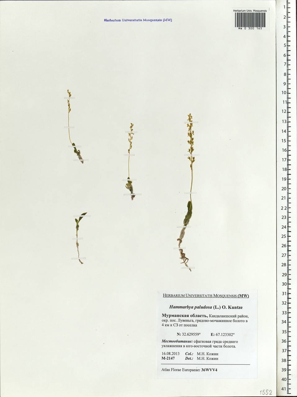 Гаммарбия болотная (L.) Kuntze, Восточная Европа, Северный район (E1) (Россия)