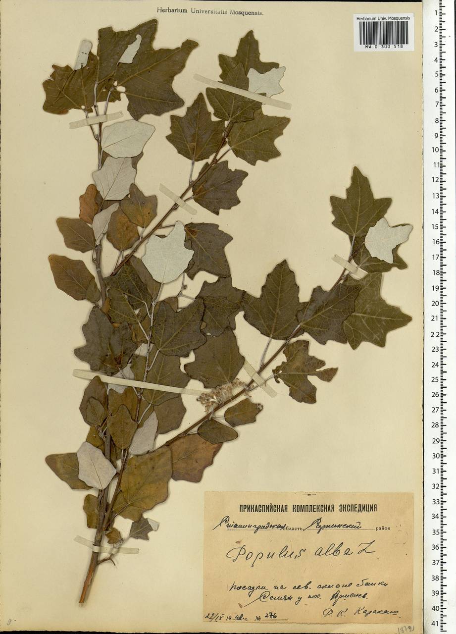 Populus Alba l. гербарий
