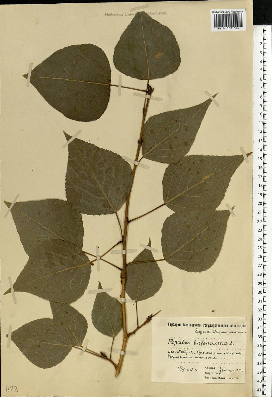 Тополь бальзамический (Populus balsamifera)