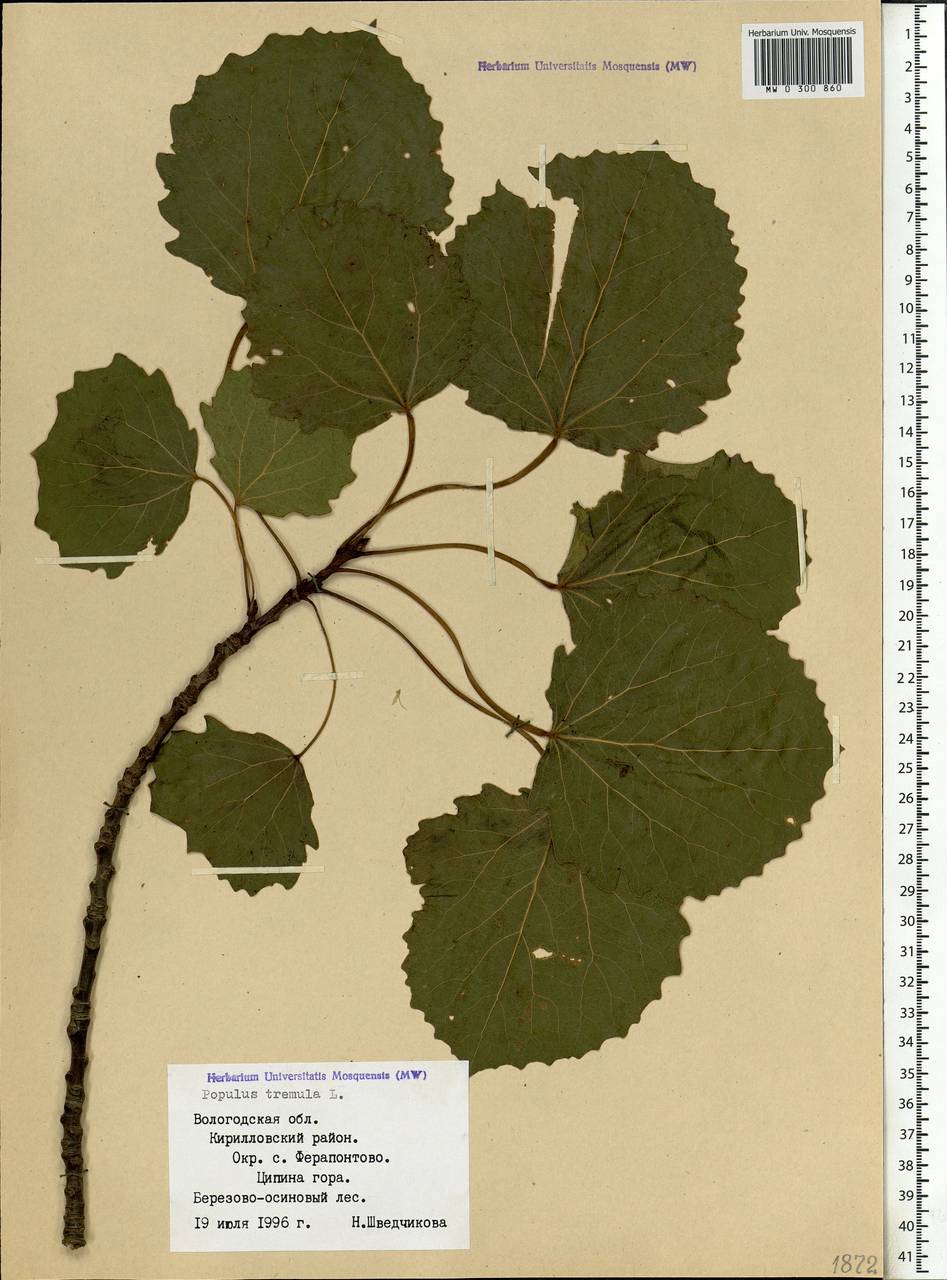 Тополь дрожащий или осина Populus tremula l фотогербарий