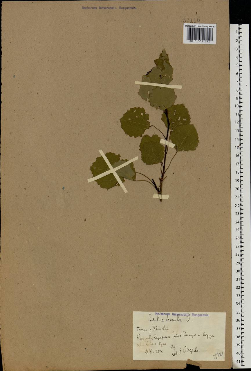 Тополь дрожащий, Осина L., Восточная Европа, Ростовская область (E12a) (Россия)