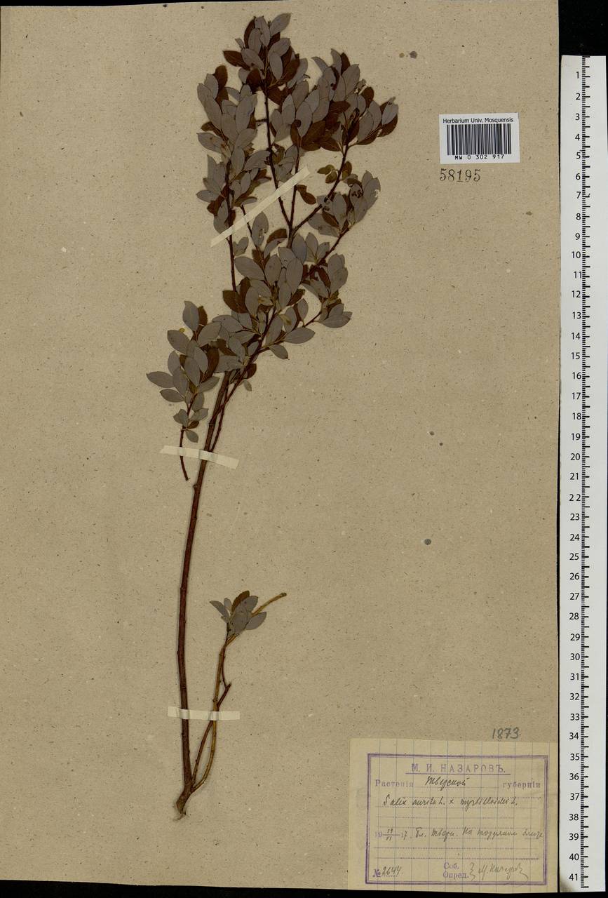 Salix myrsinifolia subsp. myrsinifolia, Восточная Европа, Северо-Западный район (E2) (Россия)