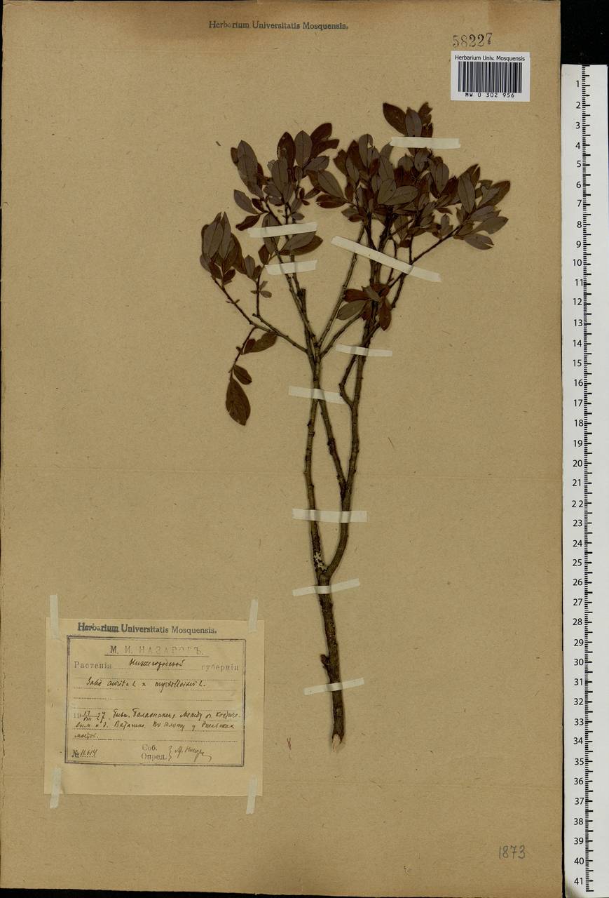 Salix myrsinifolia subsp. myrsinifolia, Восточная Европа, Волжско-Камский район (E7) (Россия)