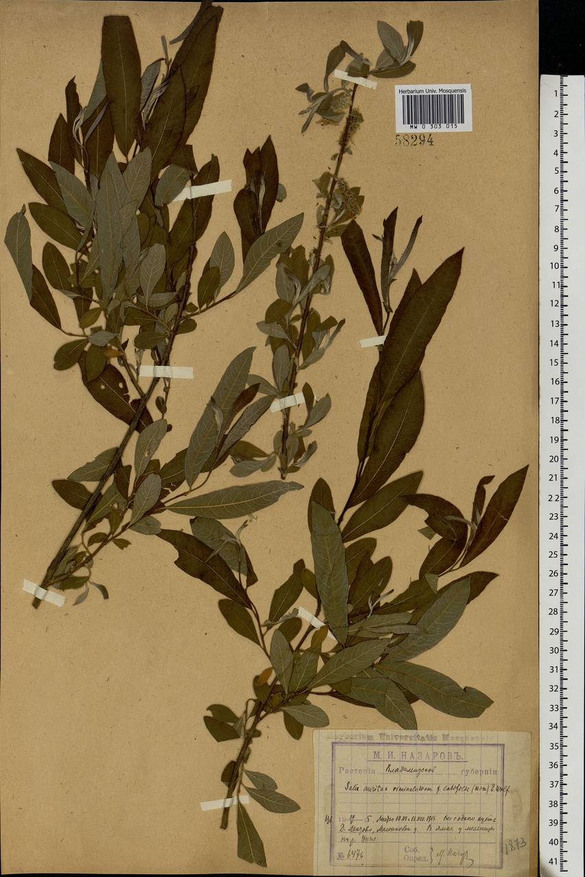 Ива [гибрид], Восточная Европа, Центральный район (E4) (Россия)