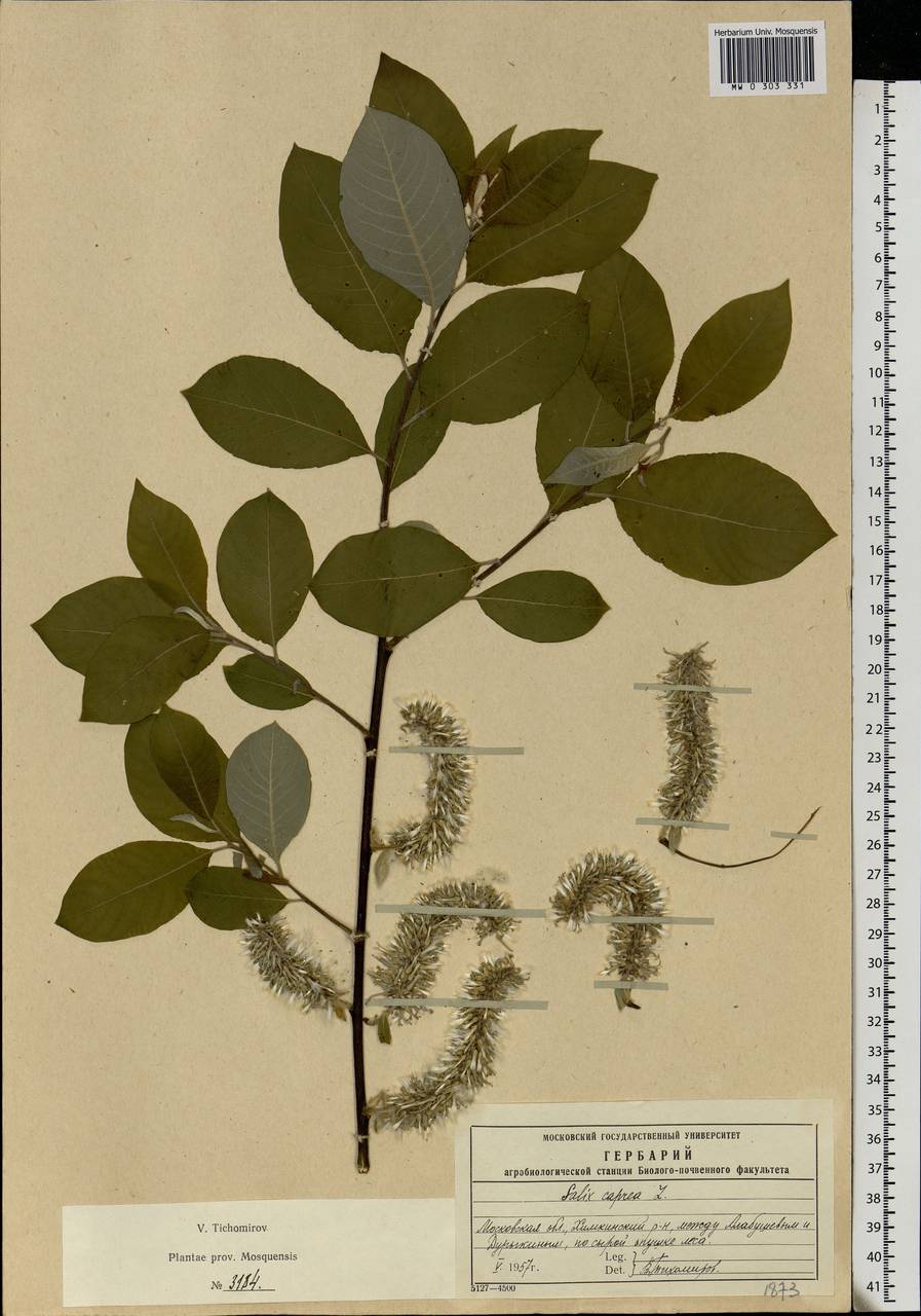 Salix caprea гербарий