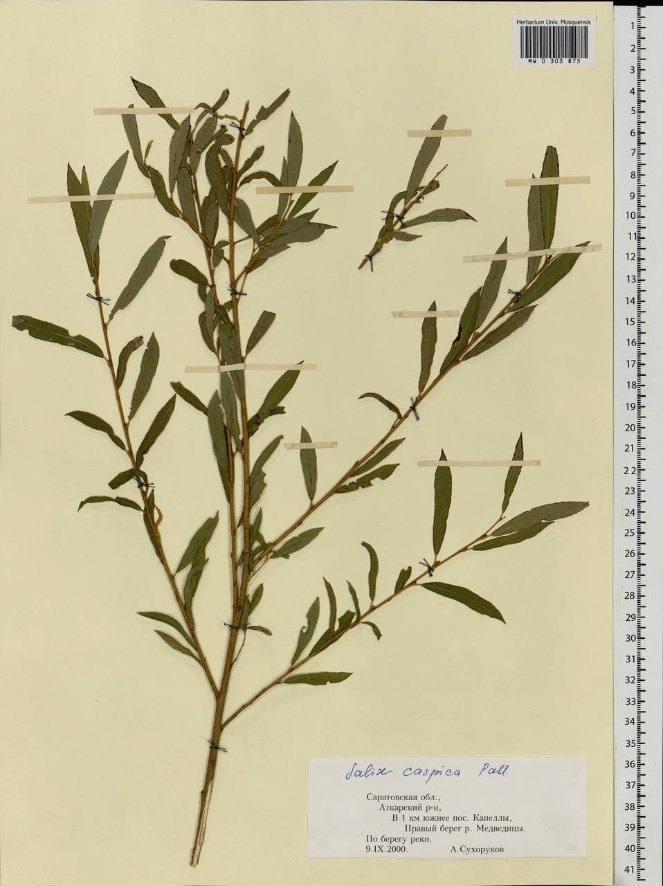 Ива Каспийская Salix caspica